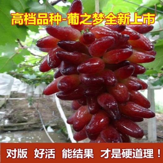 平邑县葡之梦葡萄苗，葡萄苗，产地直销现挖现卖，皮薄肉多香甜可口量大