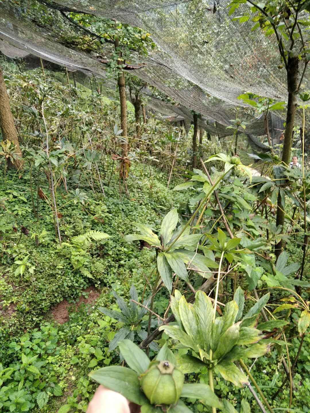 華重樓苗七葉一枝花各種規格都有貨