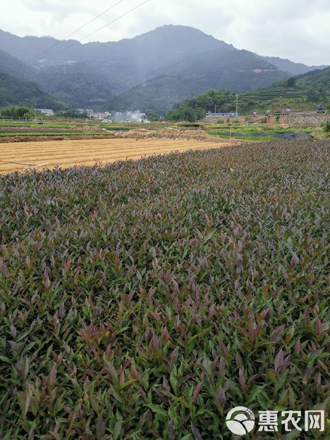 紫鹃茶树苗  云南紫娟茶树苗 一年生冬插苗福建福安茶苗