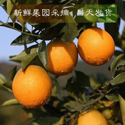 纽荷尔脐橙 石门纽荷橙