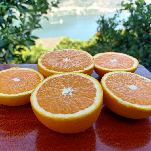 秭归县九月红脐橙  脐橙三峡秭归橙子新鲜水果酸甜可口榨汁橙