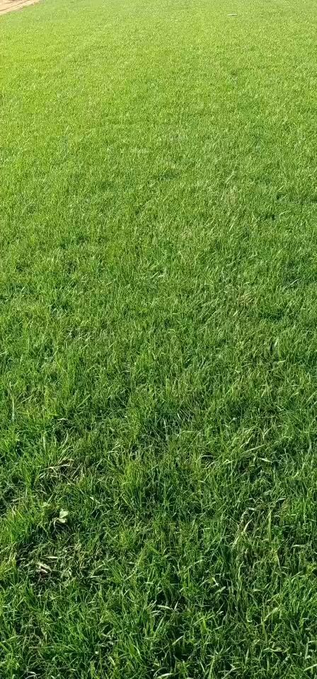 天津 草坪