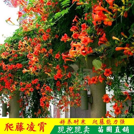 杭州凌霄苗 美国凌霄花苗爬藤植物盆栽阳台花园庭院四季观花炮仗花