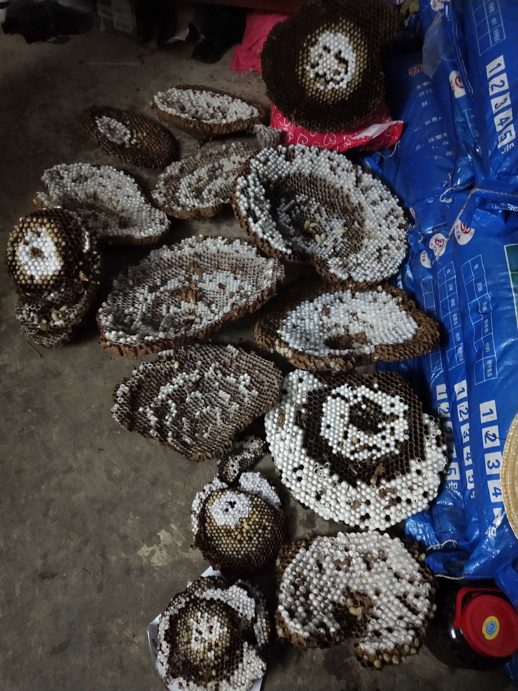 马蜂  黑尾虎头蜂，活蜂，新鲜蜂蛹，冰冻蜂蛹，广西浦北长寿之乡天然产