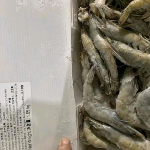 连云港中国对虾  冻虾