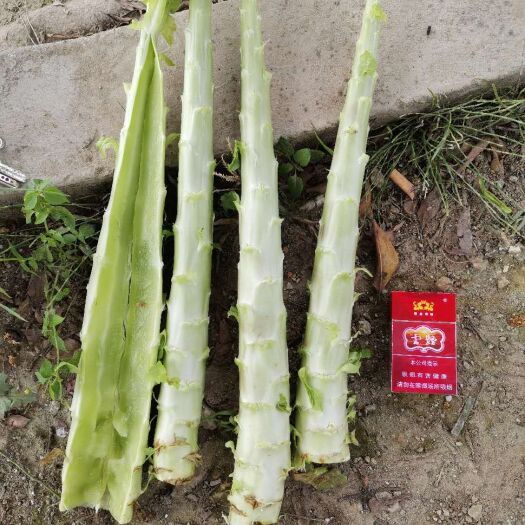宾川县云南高原精品紫叶莴笋光杆产地直供大量有货