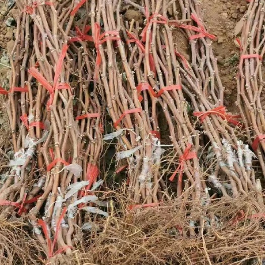 安乡县阳光玫瑰葡萄苗，5bb贴木嫁接阳光玫瑰葡萄苗抗旱抗病毒