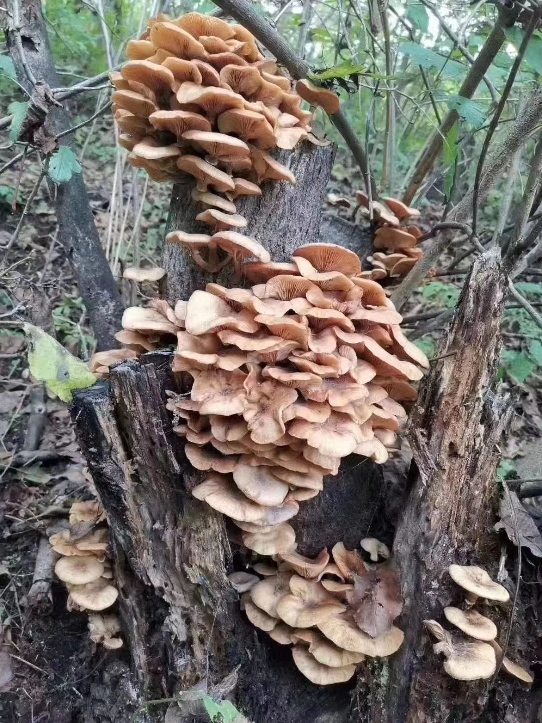 东北特产 长白山野生榛蘑 小鸡炖蘑菇