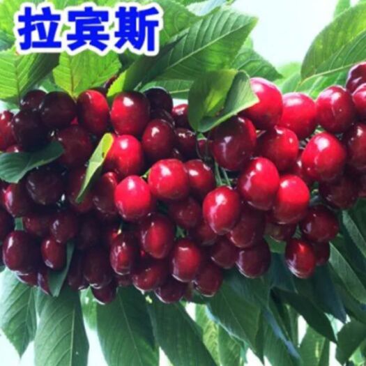 平邑县拉宾斯樱桃苗  拉宾斯  樱桃苗 基地直发  现挖现发