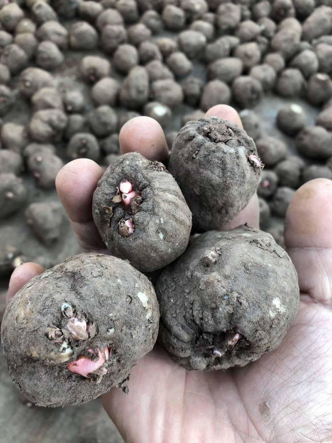 魔芋种子 云南精品魔芋种子，包回收，克上门指导技术，一代二代