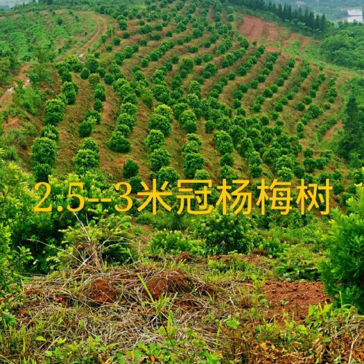 靖州县杨梅树 2.5--3米冠精品断根杨梅树 合作社直供
