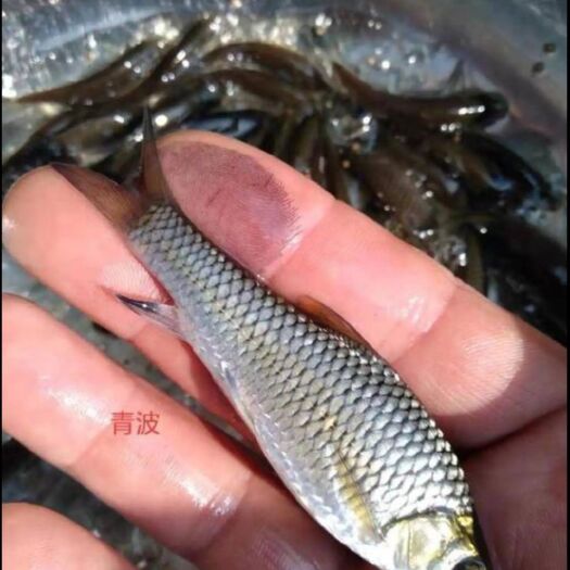 重庆市清波鱼鱼苗 云南青波鱼苗  抗病能力强，适应能力强，皮毛靓丽