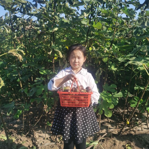 泰安无花果树苗，波姬红无花果苗价格，当年扦插无花果苗