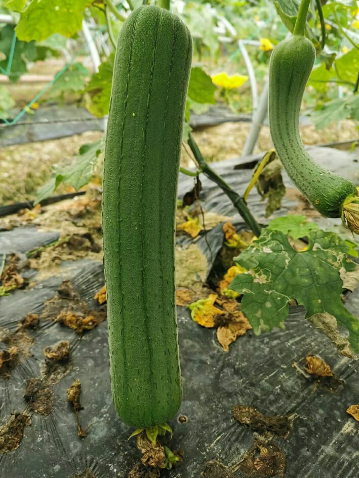 天香肉丝瓜种子  中早熟 较耐热 喜肥 喜湿 挂果率高