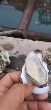 北海牡蛎  北海脆口生蚝，壳薄，肉肥！