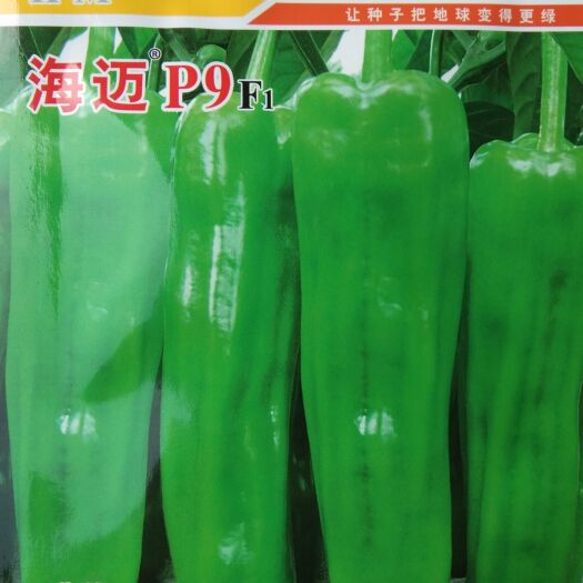  海迈P9F1、P11F1大牛角椒种子