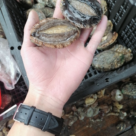 漳浦县大连鲍鱼 福建漳浦鲍鱼