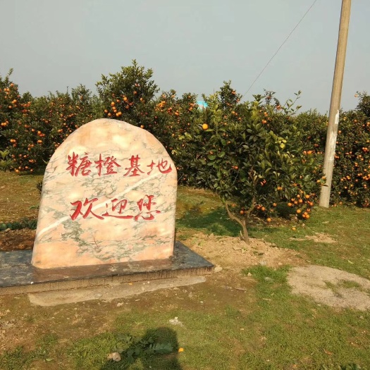 汉寿县埃及糖橙