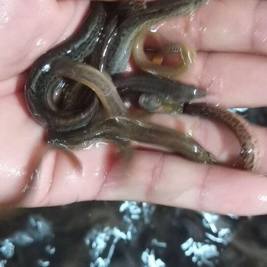 泥鳅苗  泥鳅，大量提供一手货源