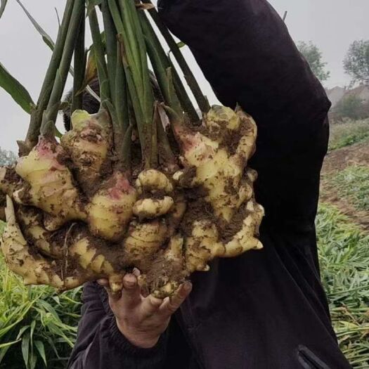 莒县紫（黑）姜  山东优质鲜姜  大量供应 质量保证  全国物流