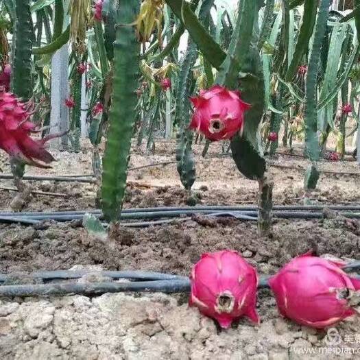泰安金都一号火龙果苗 
