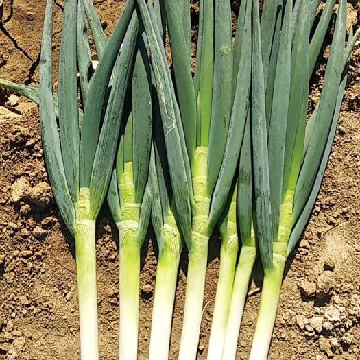 平度市平度大葱大量上市，葱白长大40Cm，质硬白，耐运输！