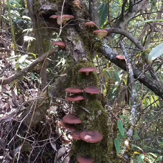 龙岩福建龙岩纯野生香菇。