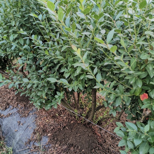慈溪市奥尼尔蓝莓苗 蓝莓1号