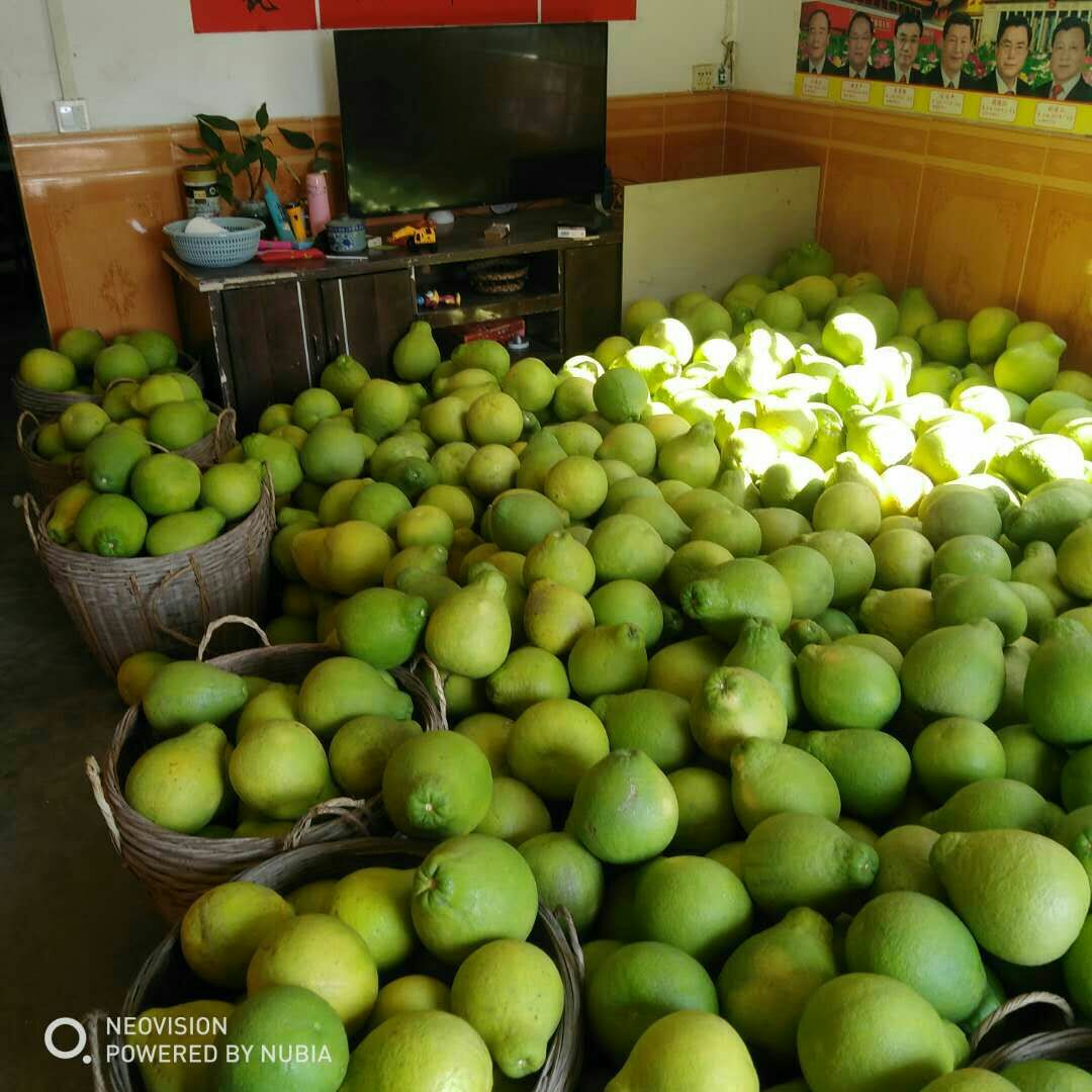 广西玉林容县沙田柚贡品级别自产自销!