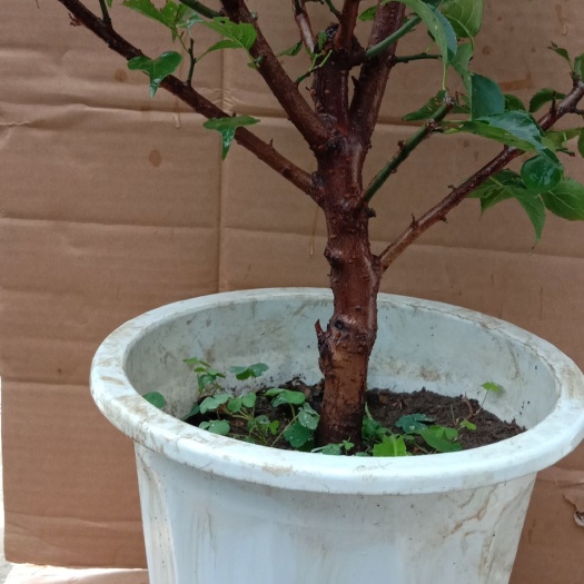 新沂市绿萼梅  梅花盆景地载，红梅，绿梅，宫粉梅，美人梅，龙游梅，朱砂梅