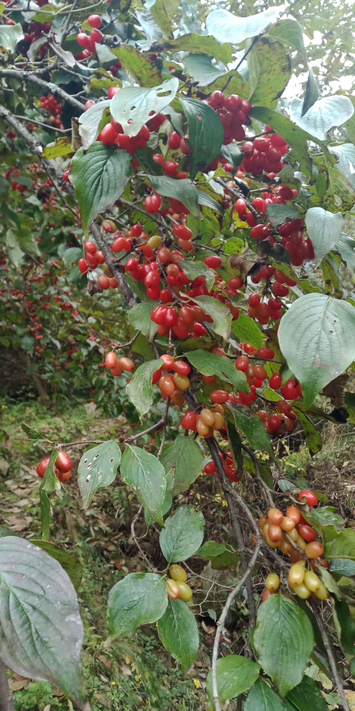 丹凤山茱萸果肉干货、鲜果出售