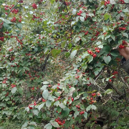 商洛丹凤山茱萸果肉干货、鲜果出售