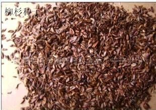2021年十月新采柳杉种子  一手货源，品质保证，发芽率高。