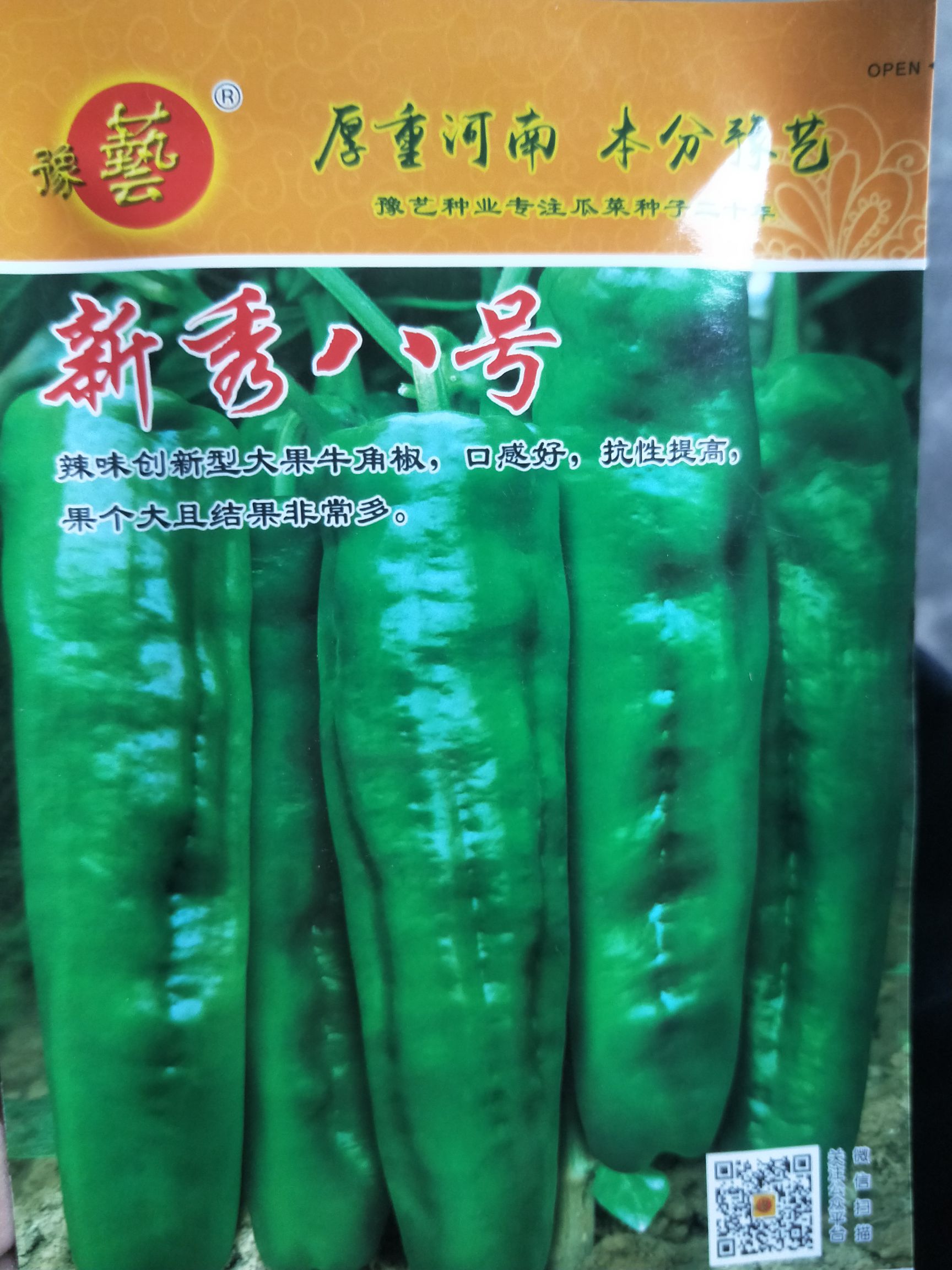 夏邑县辣椒种子  辣味创新型大果牛角椒，口感好，抗性提高，果个大且结果非常多