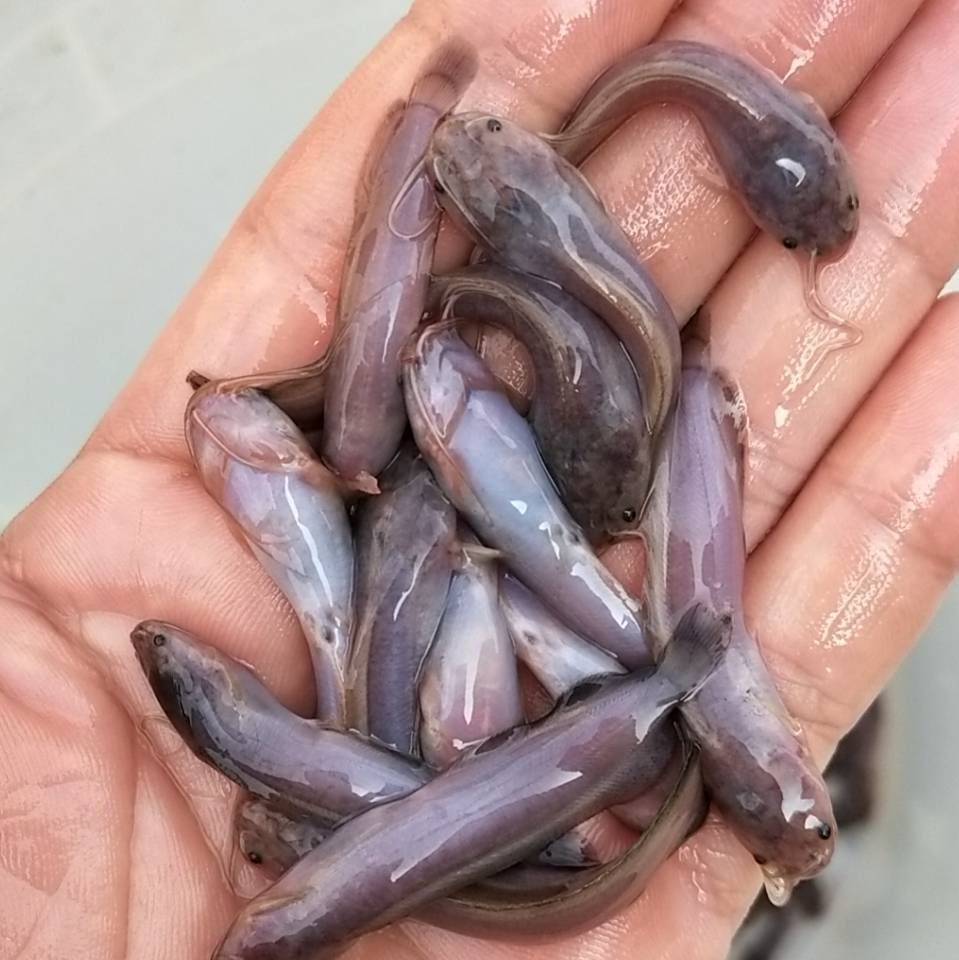   磬ӽֹȫţֳ
