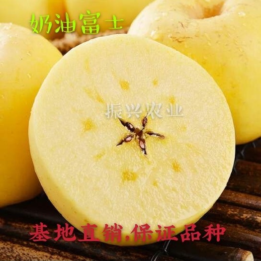 泰安【新品】奶油富士维纳斯黄金苹果苗，山东苹果树苗基地