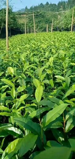 三江县茶树苗 福云六号