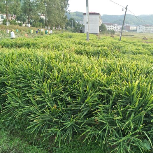 资兴市 山区种植小黄姜够辣够味
