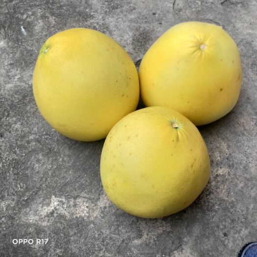 平塘县柚子 贵州红蜜肉柚大量供应