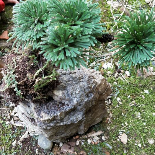 仁化县还魂草 卷柏 可做盆景 绿化带精品整颗带原土