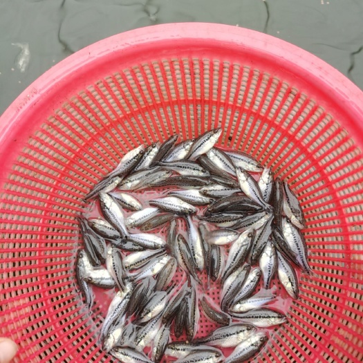 眉山加州鲈鱼苗 加州鲈规格苗