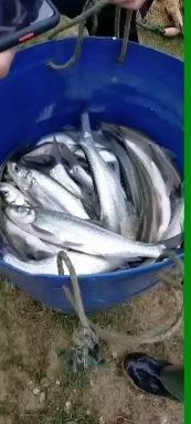 湘潭 大量供应翘嘴白鱼苗及成品鱼
