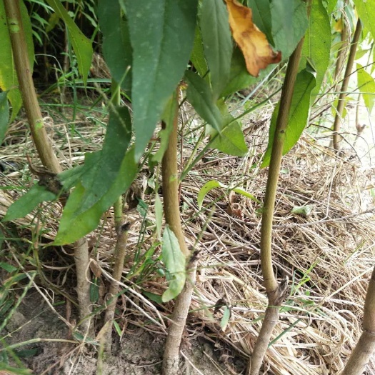 商水县红油蟠桃苗  油蟠桃