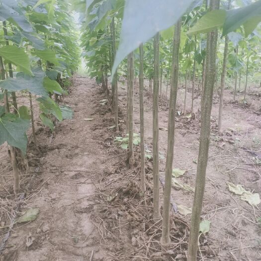 利辛县普通楸树 精品3至5公分的楸树