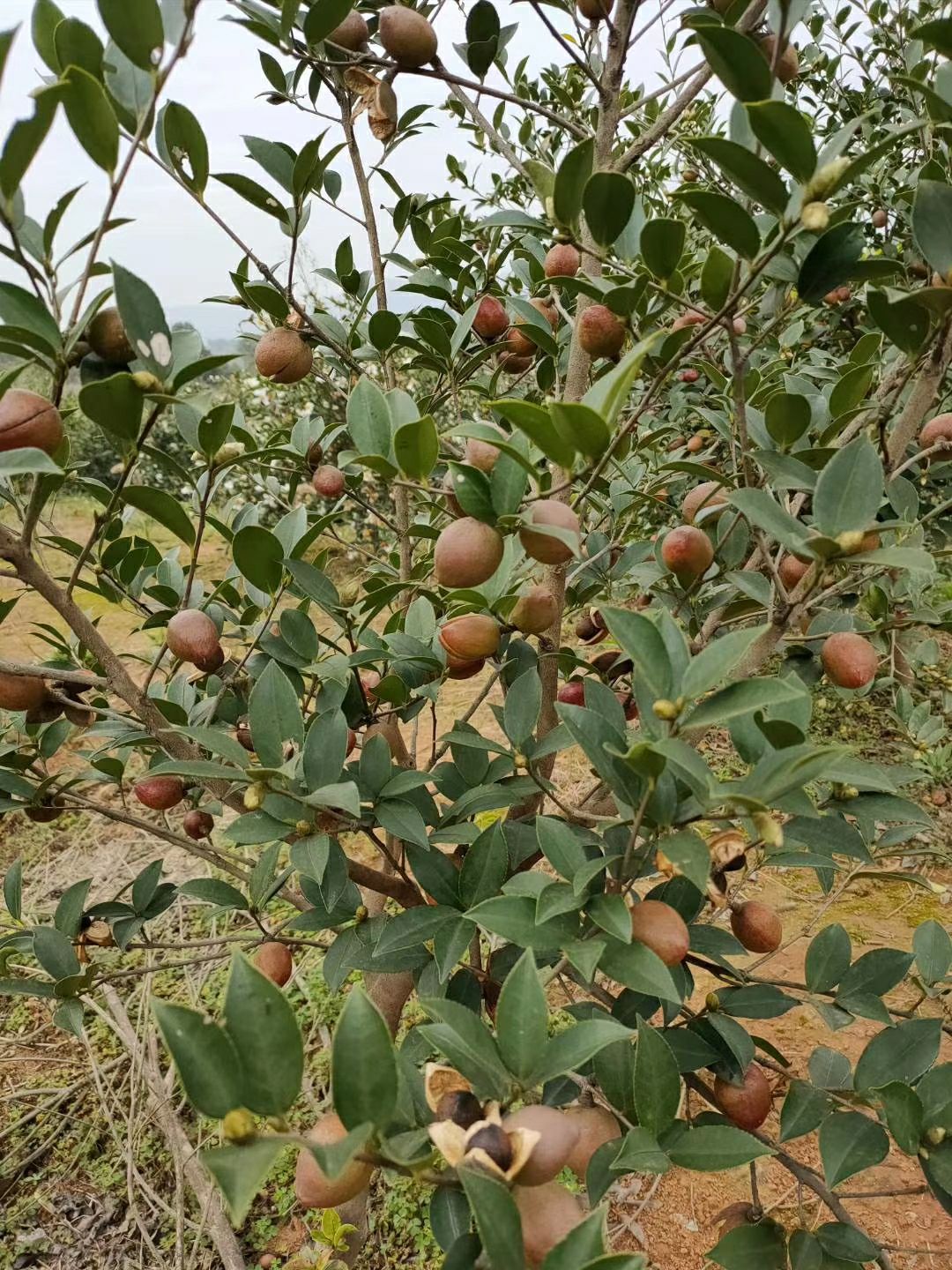  低温冷榨山茶油