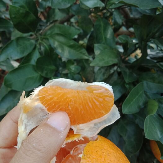 沅江市蜜桔 蜜橘中熟蜜果大桔皮薄肉甜自家果园直摘新鲜价廉大量上市中熟蜜橘