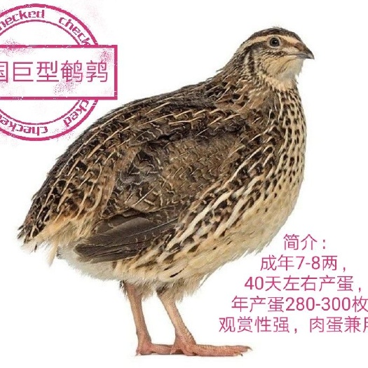 睢宁县沙维鹌鹑种蛋法国巨型鹌鹑种蛋白沙维肉鹌鹑受精蛋种蛋可孵化