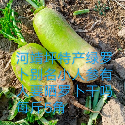 绿玉萝卜 本地特产小人参