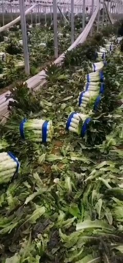 通许县红叶香莴苣 精品葛笋红叶香莫苣有要的连