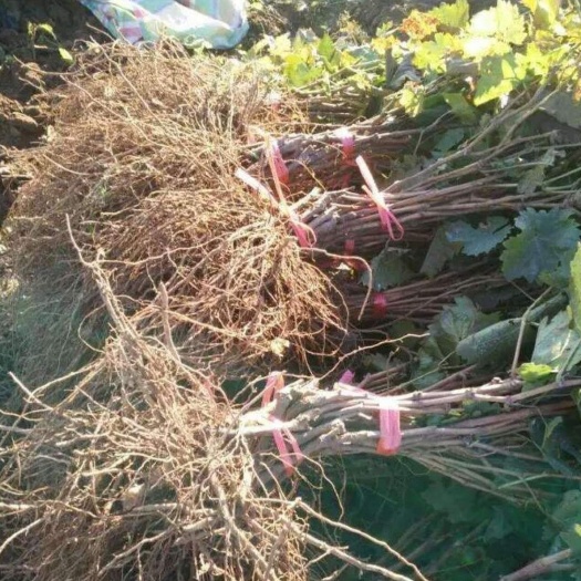 平邑县夏黑葡萄苗，各种葡萄苗，专注葡萄苗20年